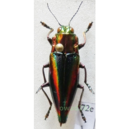 Cyphogastra javanica Saunders, 1871 25mm Indonesia, Kei Is72e